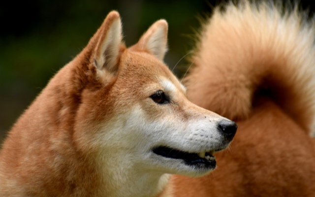 柴犬に与えるドックフードや手作りごはんの餌の量の目安