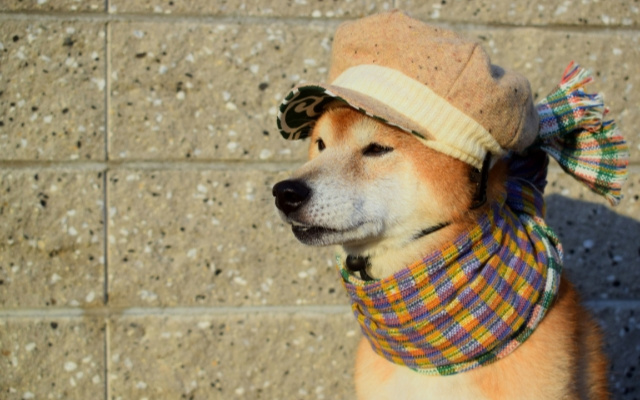 帽子をかぶっている柴犬